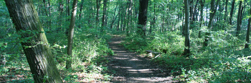 Laufstrecken im Niemtscher Park