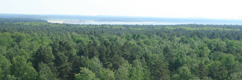 Viel Wald im Lausitzer Seenland