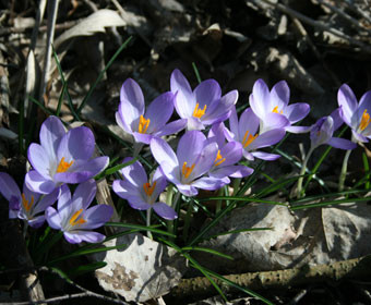 Joggen im Frühling